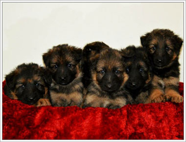 German Shepherd Puppies For Sale in Florida
